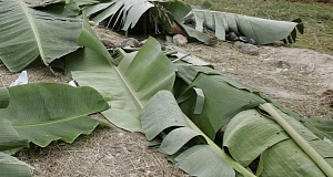 Banana leaves cover bodies recovered from a hillside grave yesterday in Maguindanao province in the Philippines.