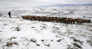 Livestock on high ground near Hawes in the Pennines, england, are tended to as forecasters warn of severe weather over the weekend. Pic: PA Livestock on high ground near Hawes in the Pennines, england, are tended to as forecasters warn of severe weather over the weekend. Pic: PA