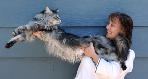 Robin Henderson stretches out her Maine Coon cat Stewie outside of her home in Reno, Nevada.